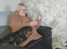 Cavalier king charles boy for sale