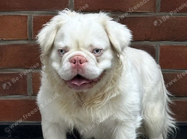 Adorable French bulldogs