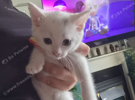 3 white kittens
