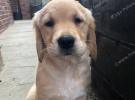 Golden Retriever Puppies Loyal, Loving, and Full of Joy.