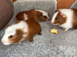 Girl guinea pigs
