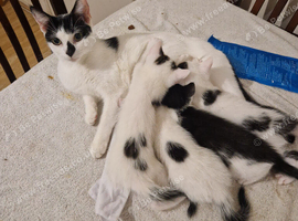 Kittens for sale