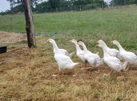 Embden x toulouse goslings