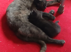 Cute kitten
