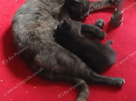 Gorgeous grey kitten