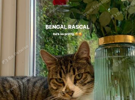 Friendly Loving Cat - Needing a New Home