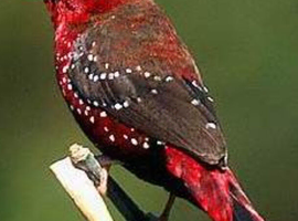 WANTED Hen Painted finch