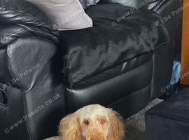 Loving, Obedient and Active