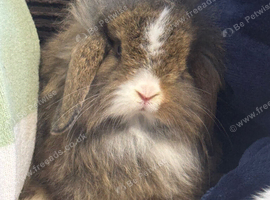 Gorgeous mini lop & lion lop babies (vaccinated)