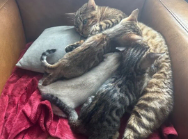 BEAUTIFUL BENGAL KITTENS READY FOR THEIR NEW HOMES