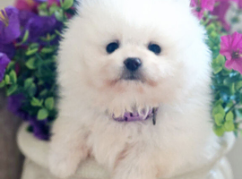 Quality Snow White Pomeranians