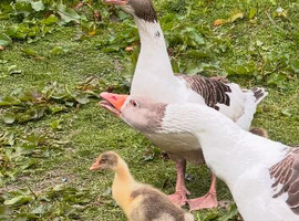 Goslings for sale