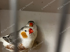 Zebra finch pair