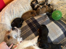 F1 jackapoo pups from heath tested parents