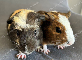 4 boars for sale