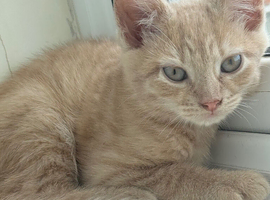 Beautiful little ginger boy