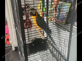 9 year old blue and gold mcaw