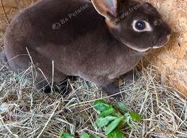 Doe mini Rex