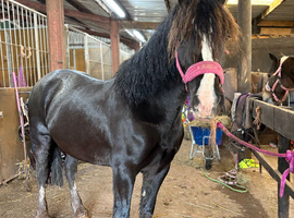 Gorgeous black section D mare