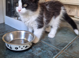 Fluffy male kitten