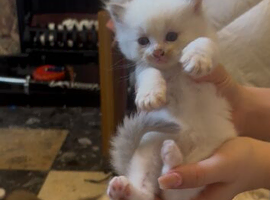 Ragdoll Kittens