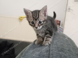 Tabby girl kitten