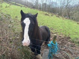 13.2hh traditional family cob mare