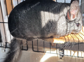 Two year old male chinchilla