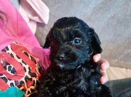 Jack-poo puppies
