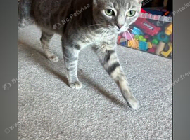 Male cat