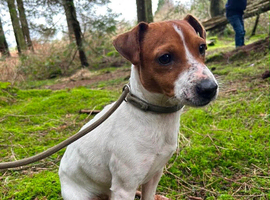 2 year old female jack Russell