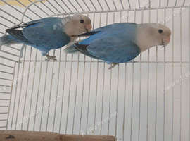 Lovebird pair &pound;75