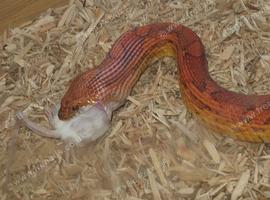 Beautiful female corn snake.
