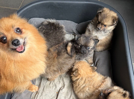 Gorgeous Pom's looking for their forever home