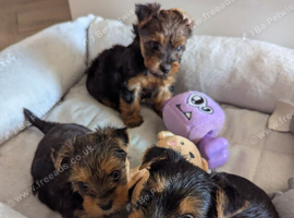 Yorkshire Terrier Puppies