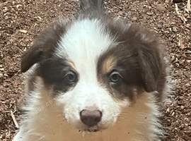 Border collie puppies