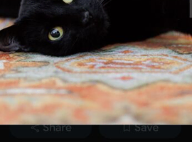 Female called Binx aged nearly 3.