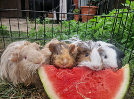 Wanting to rehome your guinea pigs?
