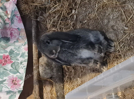 Giant French Lop Bunnies