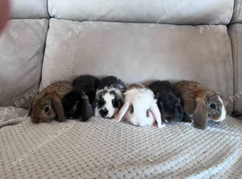 Pure bred mini lops kits- (Stunning)