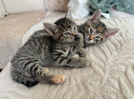 2, 13 week old kittens