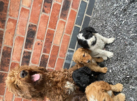 Beautiful cockapoo puppies