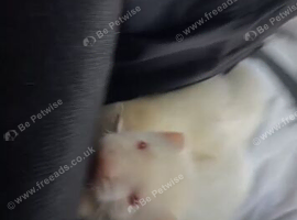 Albino male kit 8 weeks old &pound;40 or swap kit jill
