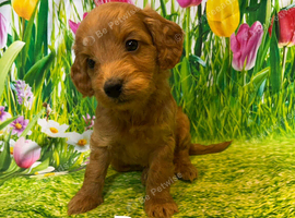 Stunning toy cockapoos