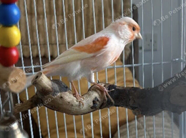 Male and female Canary for sale