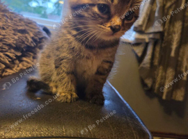 Kittens for sale &pound;100