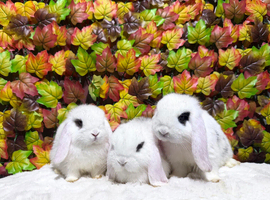 Super friendly Minilop babies