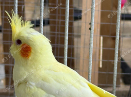 Cockatiels