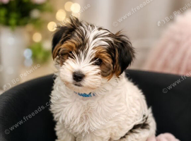 Gorgeous Tiny Biewer Yorkshire Terrier Puppies