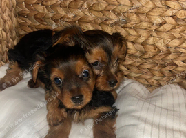 Gorgeous Yorkshire terrier puppies